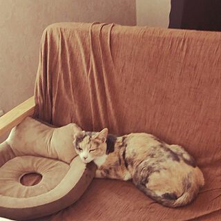 猫と暮らす家/ベッド周りのインテリア実例 - 2022-09-26 22:47:35