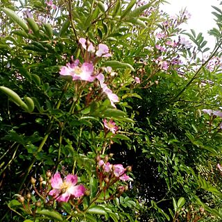 庭でーす。/バラ大好き♡/バラの花/ピンクのインテリア実例 - 2015-05-10 16:31:17