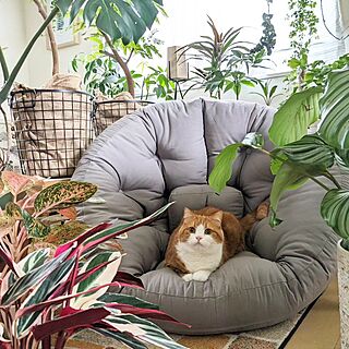 ねこと暮らす/植物のある暮らし/おうち時間/観葉植物のある暮らし/観葉植物インテリア...などのインテリア実例 - 2023-04-06 16:53:44