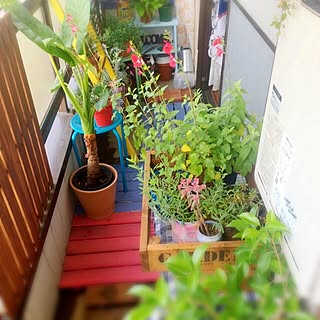 観葉植物/DIY/IKEA/カラフルキッチュ/賃貸...などのインテリア実例 - 2015-06-16 17:46:37