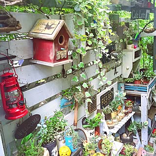 棚/多肉植物/セリア/リメ缶/garden...などのインテリア実例 - 2015-09-29 21:54:06