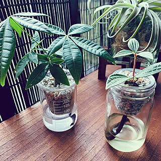 窓辺/観葉植物/植物のある暮らし/ニトリのフラワースタンド/水耕栽培...などのインテリア実例 - 2020-09-10 16:37:11