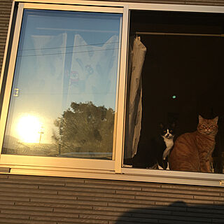 窓と猫の物語2021withYKKAP/ねこ♡/クロちゃん/トラ吉❤️/ベッド周りのインテリア実例 - 2021-11-15 07:29:25