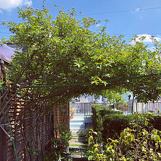 実家の庭/緑のトンネル/空が青い♡/モッコウバラ/お庭が大好き...などのインテリア実例 - 2019-04-15 00:28:39