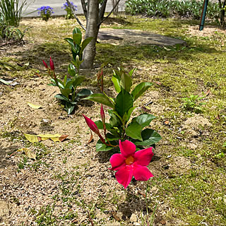 5月〜10月開花/今年の花/サンパラソル/蒸し暑い…(*_*)/曇り18℃...などのインテリア実例 - 2022-05-23 10:57:15