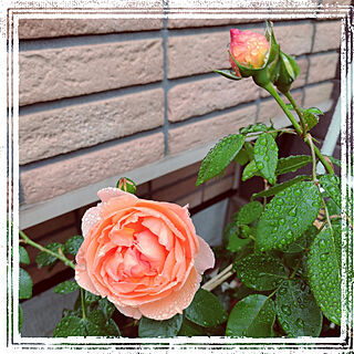 ヘブンオンアース/薔薇/初めての薔薇/アプリコット色のインテリア実例 - 2021-07-07 10:30:58