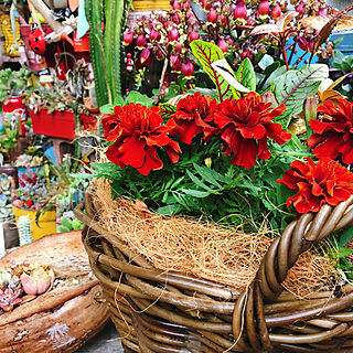 植物のある暮らし/季節の花/赤大好き❤/ベランダ/ベランダガーデン...などのインテリア実例 - 2021-03-21 12:26:50