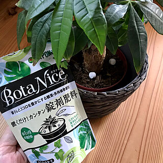 薬剤肥料/ハイポネックス/BotaNice/虫対策/植物のある暮らし...などのインテリア実例 - 2021-06-27 04:29:50