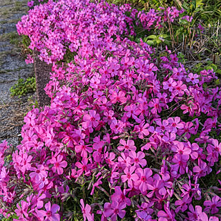 玄関/入り口/芝桜/ピンク/花壇の花/季節の花...などのインテリア実例 - 2022-03-29 08:50:27