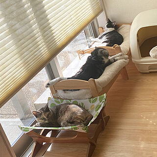 猫と暮らす家/ニトリ枕/ニトリ/IKEA/猫のいる日常...などのインテリア実例 - 2022-06-22 11:54:04