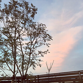 のんびりまったり♪/キレイな雲/庭のある暮らし/シマトネリコの木/フェンス...などのインテリア実例 - 2020-01-18 15:18:35