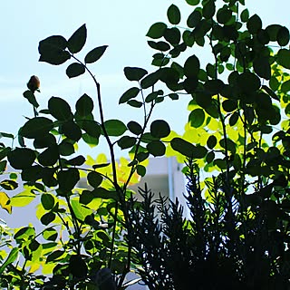 玄関/入り口/植物のある部屋/植物のある生活/植物のある暮らし/植物...などのインテリア実例 - 2016-06-19 14:33:04