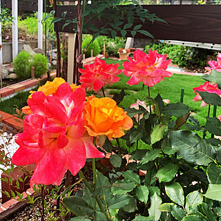 薔薇/DIY/薔薇のある庭/玄関/入り口のインテリア実例 - 2019-07-06 06:34:00