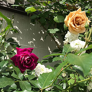 2019.05.11 ☀️/バーガンディアイスバーグ/薔薇/バラが好き/小さい庭...などのインテリア実例 - 2019-05-11 17:51:42