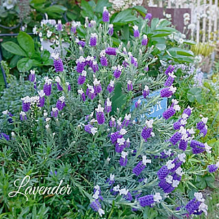 寄せ植え/いいね！ありがとうございます♪/グリーンのある暮らし/花のある暮らし/RCの出会いに感謝.｡.:*♡...などのインテリア実例 - 2020-05-04 18:35:01