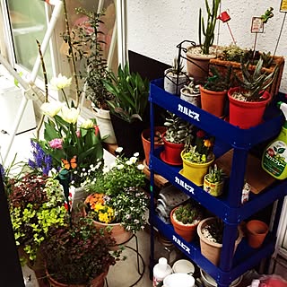 ☆植物☆/gardening★のインテリア実例 - 2015-04-01 09:09:37