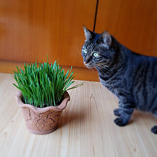 ねこと暮らす/猫/ねこのいる風景/猫の草のインテリア実例 - 2020-05-28 09:40:21