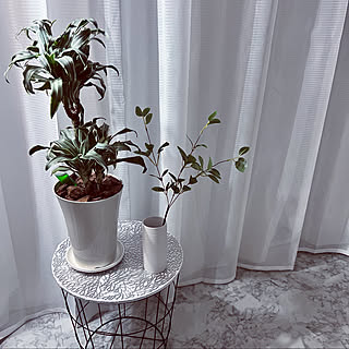 カーテン/観葉植物のある部屋/観葉植物/ダイソー/息子のいる暮らし...などのインテリア実例 - 2022-01-12 21:29:38