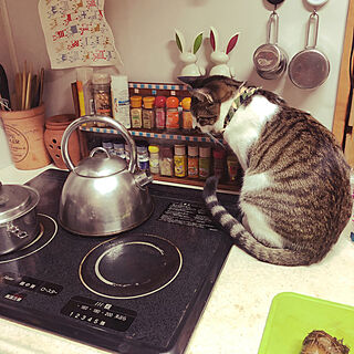 料理を見守る猫/電磁調理器周りの猫/ねこのいる風景/キッチンのインテリア実例 - 2021-01-23 08:43:55