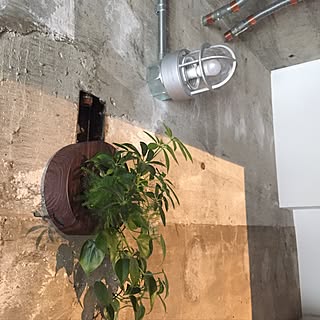 部屋全体/コンクリート打ちっ放し/マンションリノベーション/観葉植物/配管むき出しのインテリア実例 - 2017-02-12 16:04:09