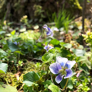 すみれ/植物が好き/インテリアじゃなくてごめんなさい/花のある暮らし/お花...などのインテリア実例 - 2020-04-04 20:53:40