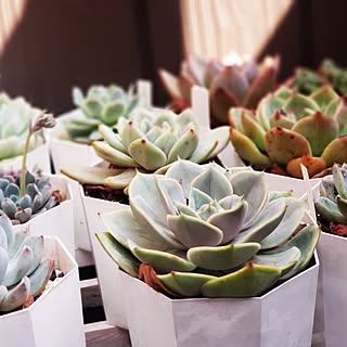 玄関/入り口/多肉/多肉植物/多肉植物を楽しむ/多肉植物のある暮らし...などのインテリア実例 - 2023-05-16 11:16:50