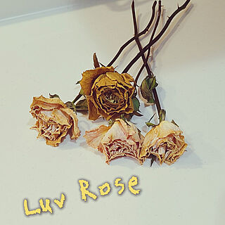 棚/Luv♡Rose/私の癒し♡/薔薇がスキ♡/見てくださる皆様に感謝♡...などのインテリア実例 - 2022-05-13 18:48:37