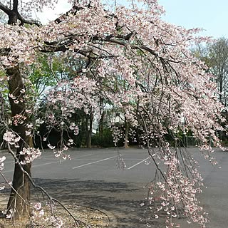 玄関/入り口/いいね&フォローありがとうございます☆/子供がいる家/家族で暮らす/おしゃれに食べたい‼...などのインテリア実例 - 2017-04-13 12:52:32