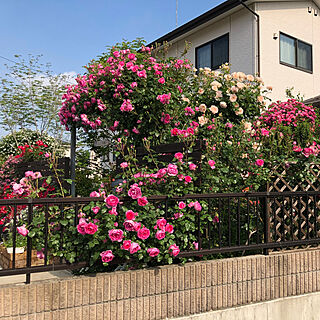 パレード　つる薔薇/トールペイント/オープンガーデン/ガーデン/デルフィニウム...などのインテリア実例 - 2019-05-16 14:41:50