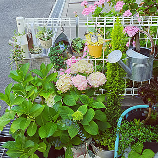 玄関/入り口/あじさい♡/Garden*/トトロ大好き♡/トトロを探せ♡...などのインテリア実例 - 2018-05-24 14:55:50