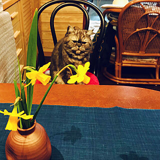 テーブルランナー/ラッパ水仙/花のある暮らし/ネコのいる風景/ねこと暮らす...などのインテリア実例 - 2020-03-18 17:06:07