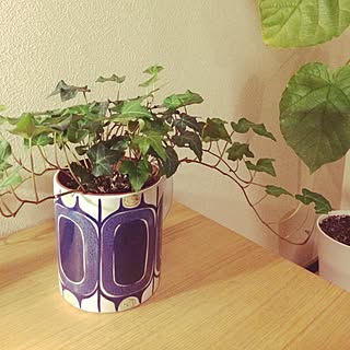 ベッド周り/買ってしまった！/観葉植物/アンティーク/照明...などのインテリア実例 - 2014-11-24 22:50:33