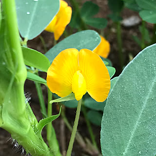 玄関/入り口/落花生の花/里山/景色が大好き/農婆の朝...などのインテリア実例 - 2018-07-25 07:18:37