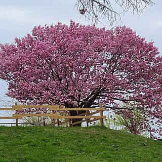 八重桜のインテリア実例 - 2023-04-28 16:47:35