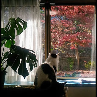 窓/リビング/猫と暮らす/古い家/窓からの眺めのインテリア実例 - 2017-12-10 14:23:40