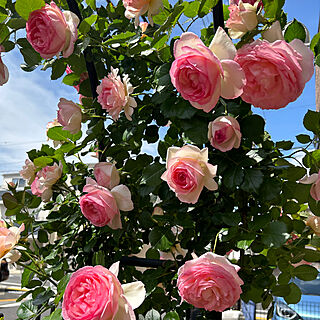 ピェールドロンサール/お花のある暮らし/バラが好き/鉢バラ/ガーデニング...などのインテリア実例 - 2023-06-07 08:30:06