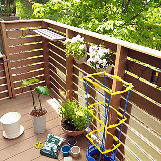 植物 朝顔のおしゃれなアレンジ 飾り方のインテリア実例 Roomclip ルームクリップ