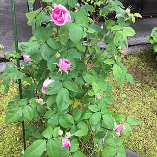 薔薇のある暮らし/つるバラ/雨あがり/ガーデニング/植物のある暮らし...などのインテリア実例 - 2020-05-21 15:31:57