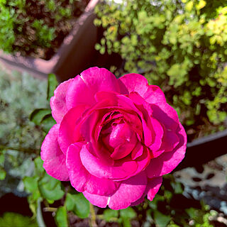 薔薇/バラ/イブピアジェ/お庭のある暮らし/庭...などのインテリア実例 - 2021-09-23 14:36:10