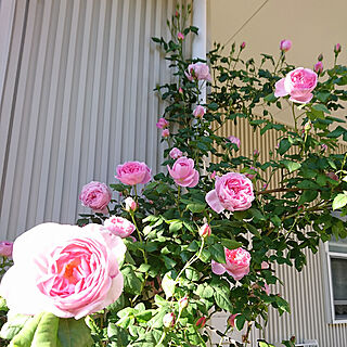 玄関/入り口/庭/薔薇のある暮らし/緑のある暮らし/お花に癒されるぅ♡...などのインテリア実例 - 2019-05-07 18:38:54