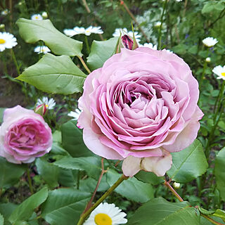 バラが好き/こんにちは♪/花が好き/春の庭/いつもいいねありがとうございます...などのインテリア実例 - 2018-05-01 16:45:47