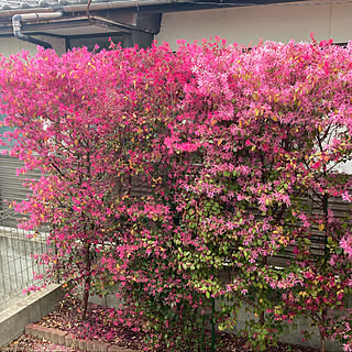 トキワマンサク♡/良い一日を♫/花のある暮らし/ＲＣの出会いに感謝♡/自分磨き✨...などのインテリア実例 - 2022-04-12 09:06:35