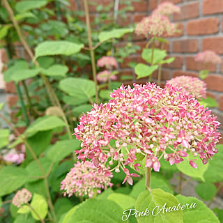 庭/花のある暮らし/花に癒される٩(๑>◡<๑)۶♡/ピンクアナベル/今年３年目...などのインテリア実例 - 2022-05-31 01:39:18