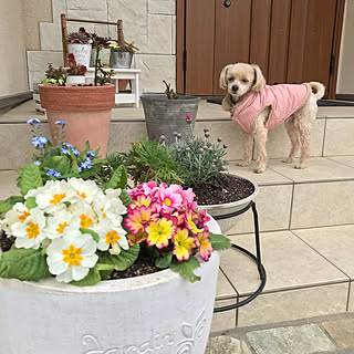 お花/多肉ちゃん/いぬのいる暮らし/玄関/入り口/薔薇も新芽が出てき始めました！...などのインテリア実例 - 2020-02-25 12:49:17