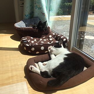 ベッド周り/猫ベッド/猫部屋/日当たり良好/猫と暮らす...などのインテリア実例 - 2017-04-14 12:11:35