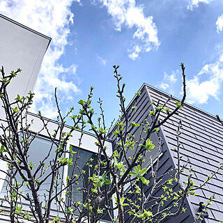 植栽/大きな窓/青空/りんごの木/玄関/入り口のインテリア実例 - 2020-04-02 21:52:09