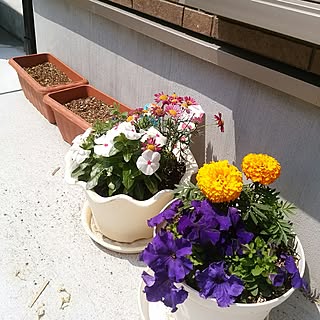 玄関/入り口/寄せ植え初心者/お花大好き♡/日替わり投稿企画!木曜日のインテリア実例 - 2017-05-11 13:21:28