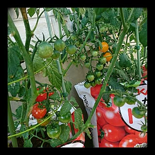 バス/トイレ/植物/日替わり投稿企画!木曜日/ミニトマト/KAGOMEかるーいトマトの土...などのインテリア実例 - 2017-06-16 00:34:41