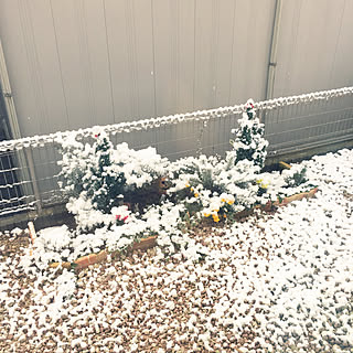 ナチュラルガーデンを目指して/ナチュラルガーデン/小さなお庭/東北地方/初雪...などのインテリア実例 - 2018-12-09 08:41:13