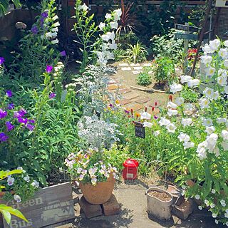 ベッド周り/ガーデン/お花/お庭/ジャンクガーデン...などのインテリア実例 - 2016-05-21 20:53:56